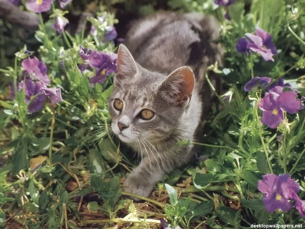 Chats - 102